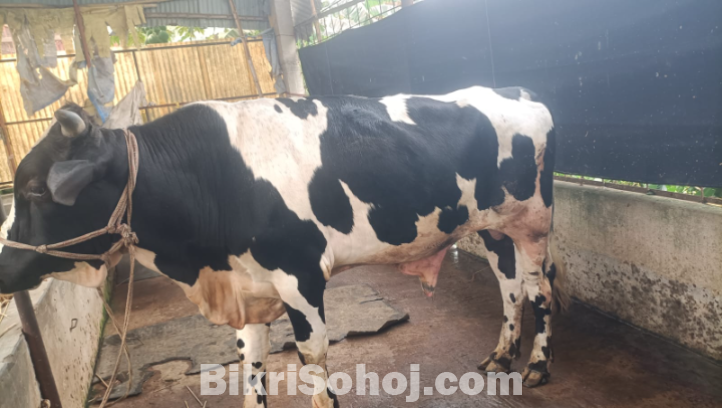 ফ্রিজিয়ান ষাড়